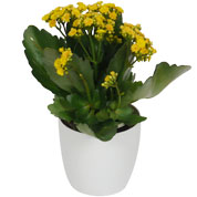 Kalanchoe yellow + White Cachepot